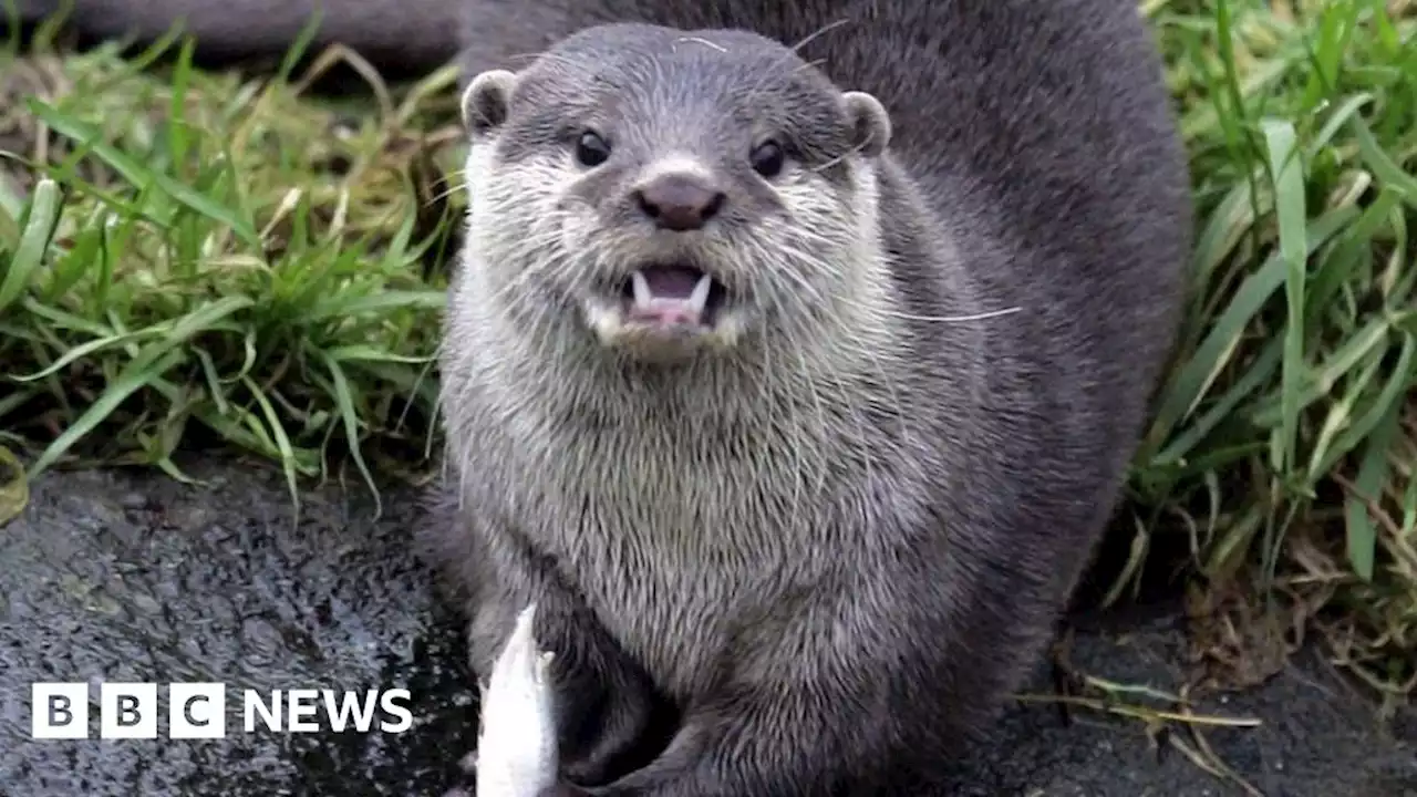 Wiltshire Police say otters are killing expensive pet fish