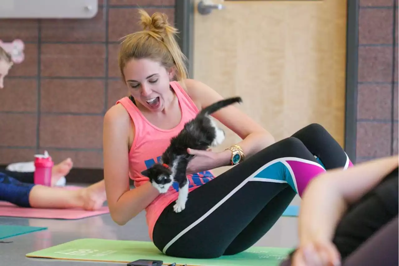 Forget downward-facing dog; this yoga class lets you cuddle shelter kittens