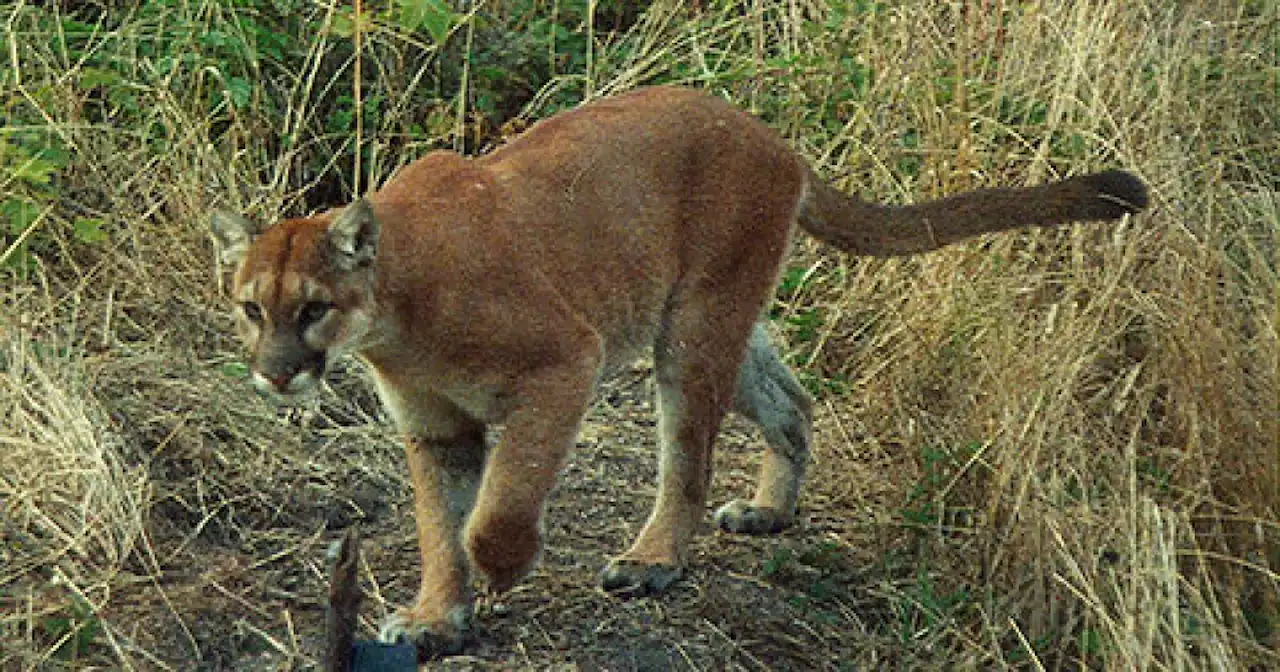 Pleasant Grove officials work to trap mountain lion, urge residents to be vigilant