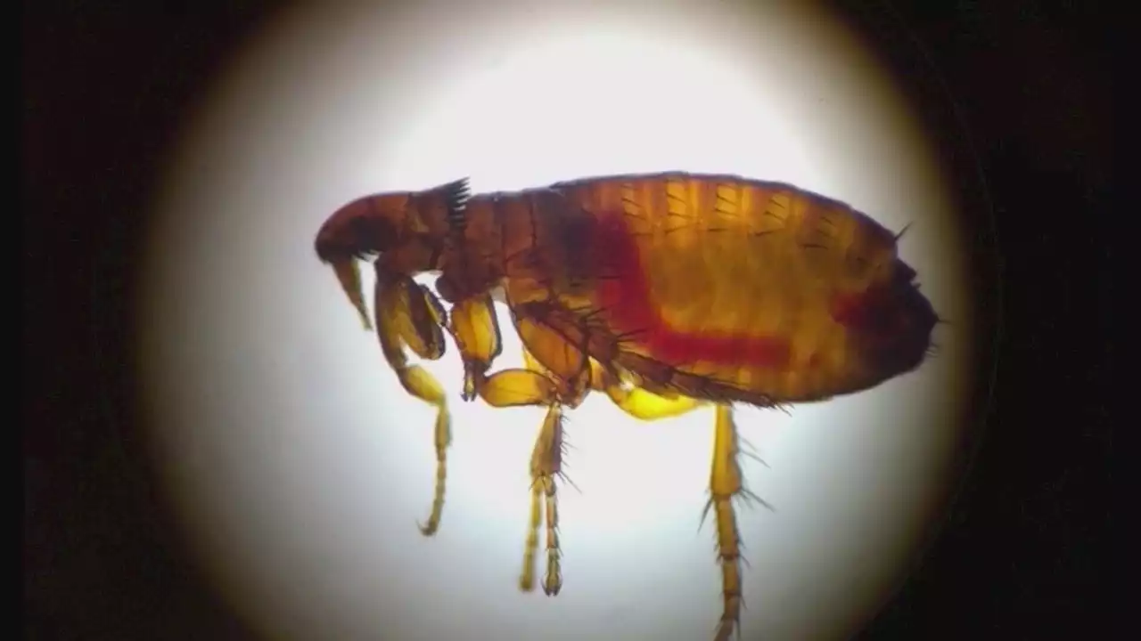 High flea activity forecasted for Chicago area this month