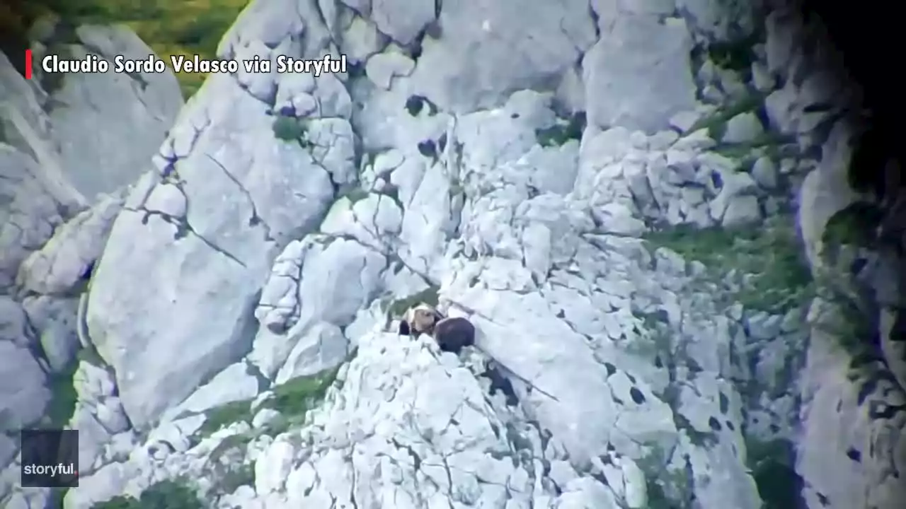 Fighting bears tumble down mountain in Spain