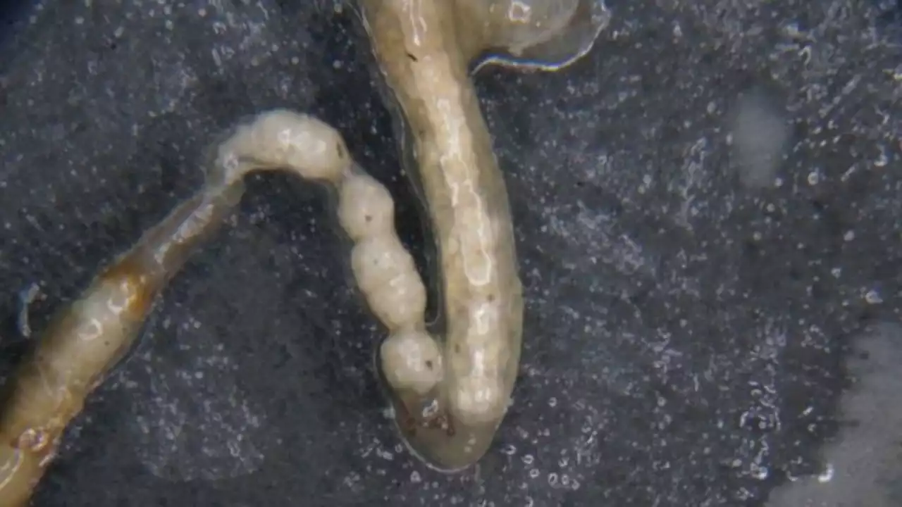 Extremely hungry superworms had plastic for dinner. Now they'll help recycle it