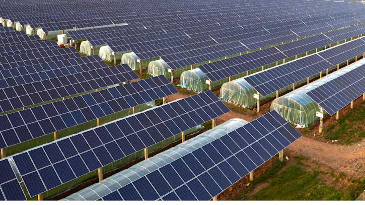 Transparent solar panels on greenhouses can help farmers reduce their carbon footprint