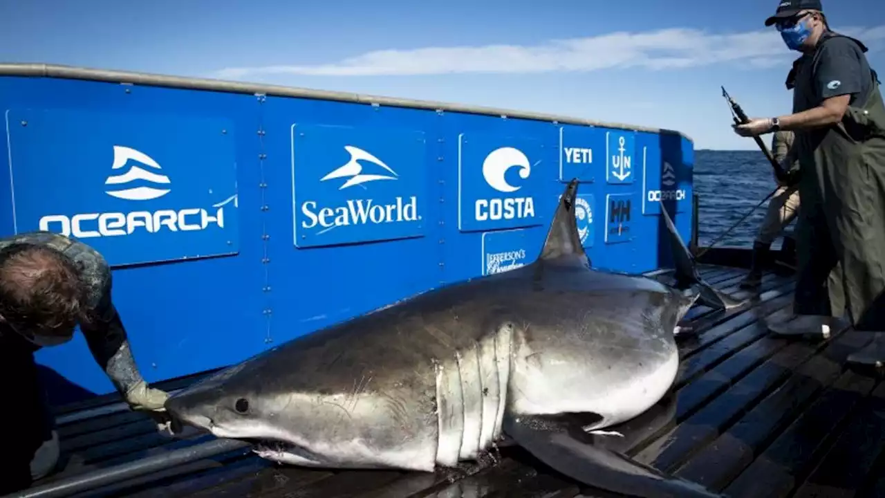 No joke: 1,400-pound great white shark pings off Florida. His 'path' resembles shark drawing