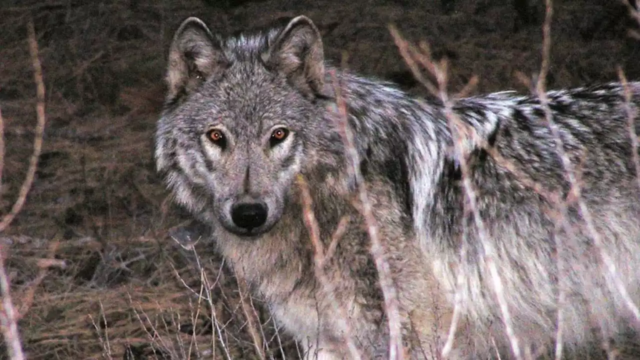 Wolf pack kills calf, forcing decision on lethal control