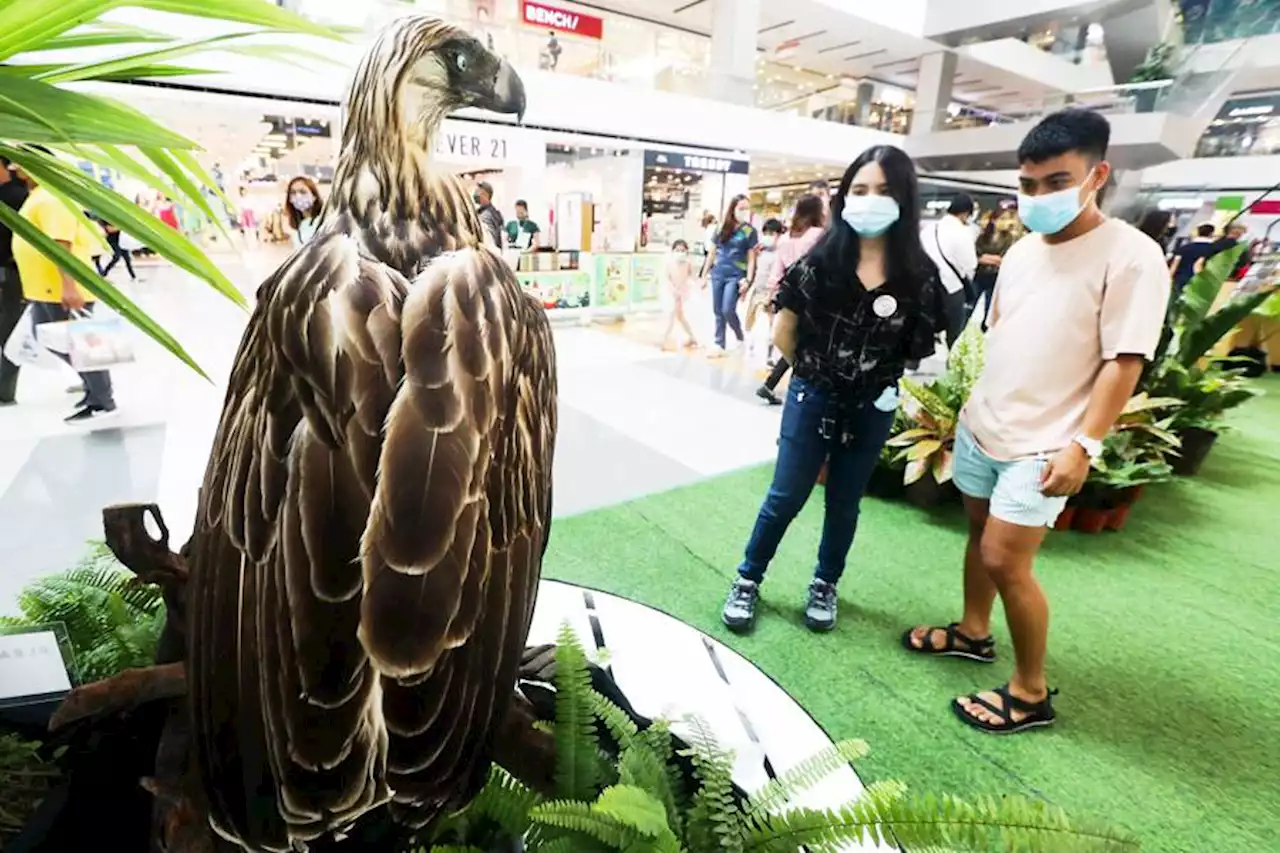 Philippine Eagle Foundation to transfer birds to new sanctuary in Davao City