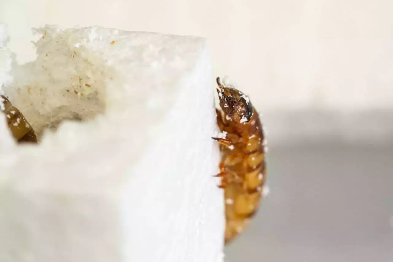 Polystyrene-eating beetle larvae could help us recycle plastics