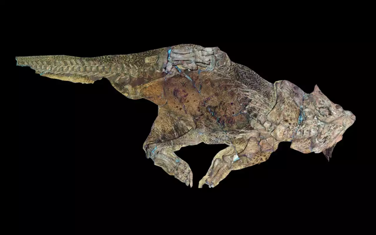 Some dinosaurs may have had the reptile version of a belly button