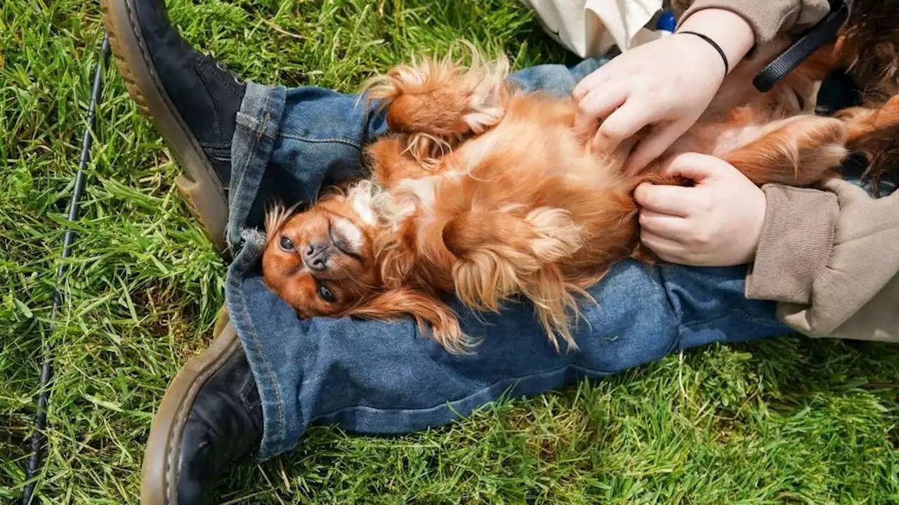 Dogs became close to humans thanks to gene that lowered stress: study