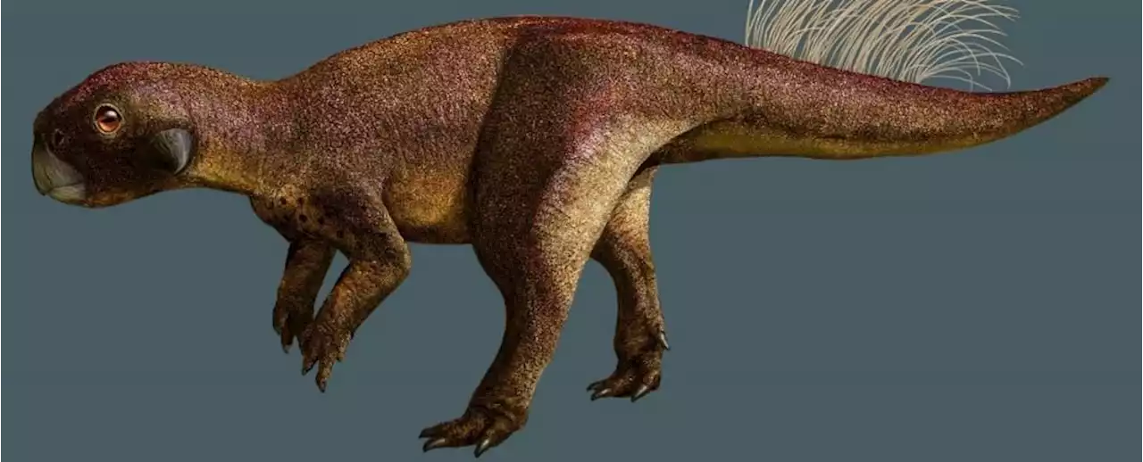 At Least Some Dinosaurs Had Belly Buttons, Exquisite Fossil Just Revealed