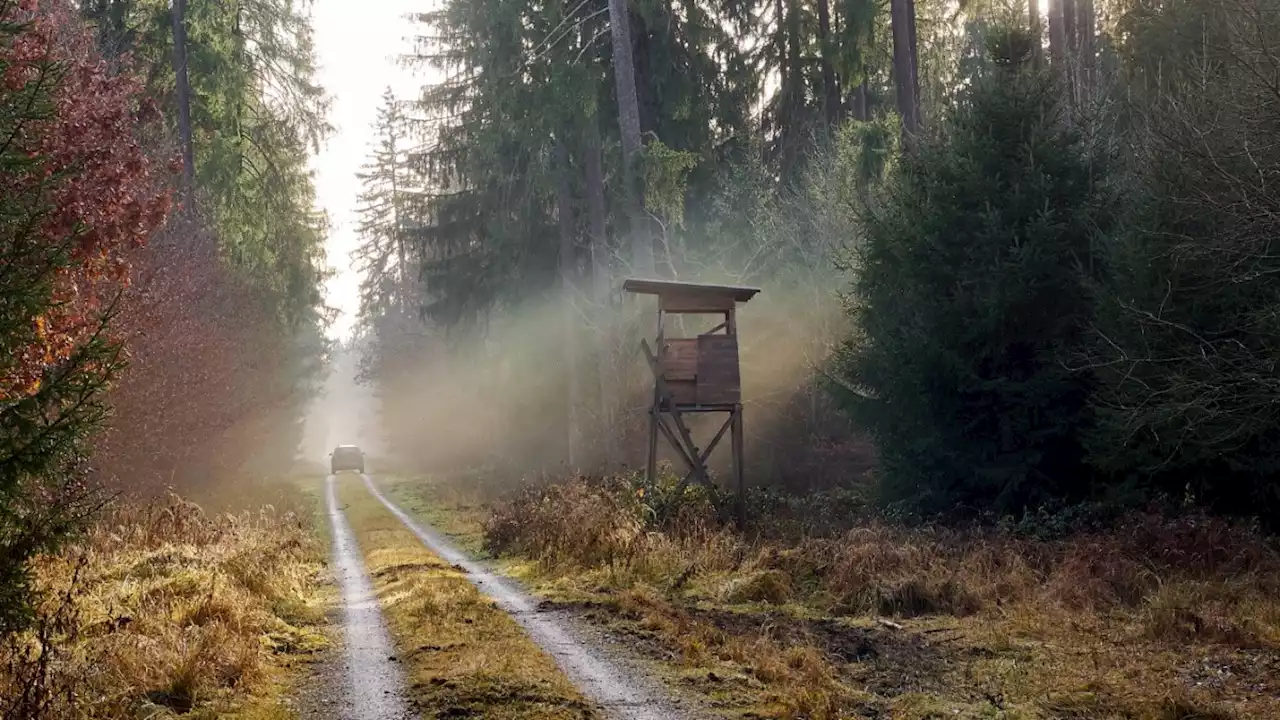 Was Söders Windkraftpläne für die Staatswälder bedeuten