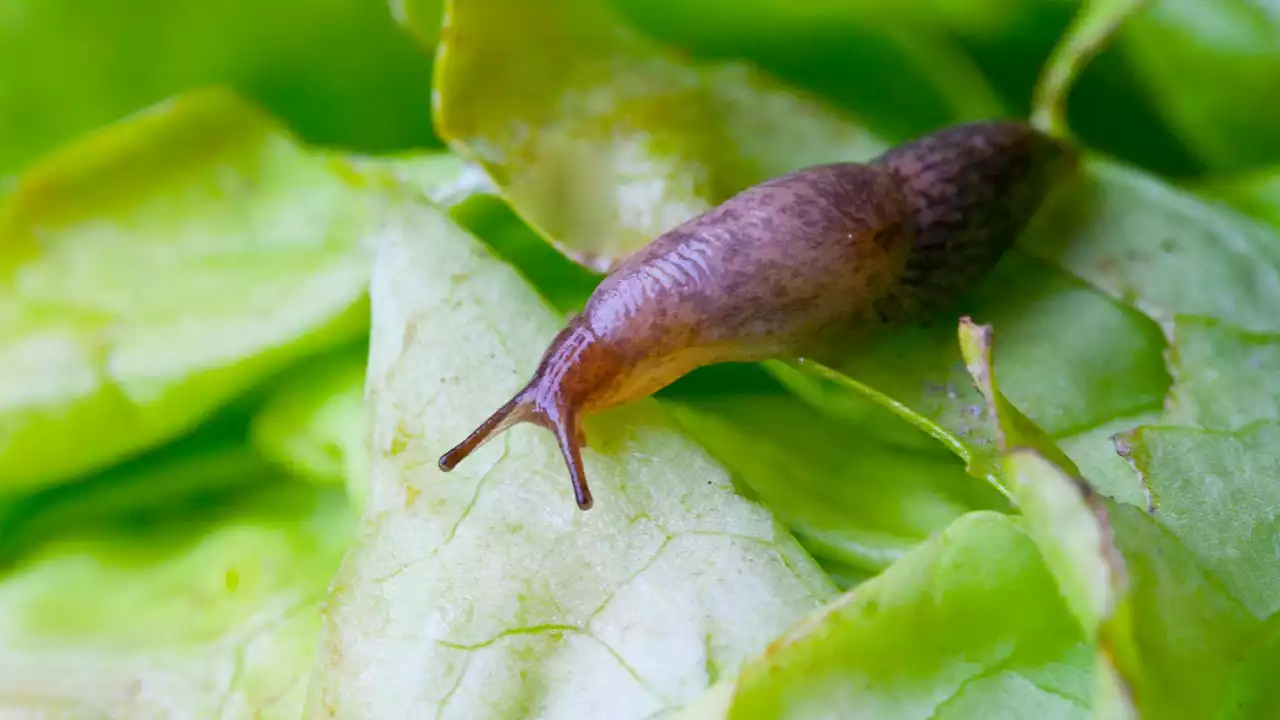 I'm a garden expert - How a cheap DIY hack can help banish slugs from plants