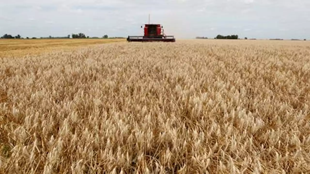 Argentina faces 'complex planting scenario' as wheat prices soar