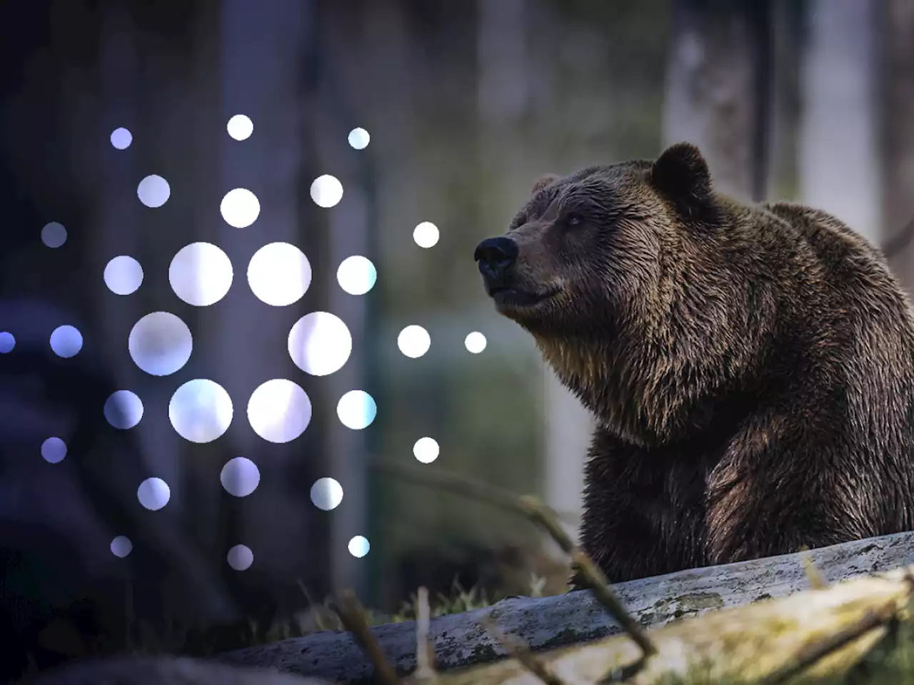 Cardano Creator Says Bear Markets Are 'Quite Comfortable'