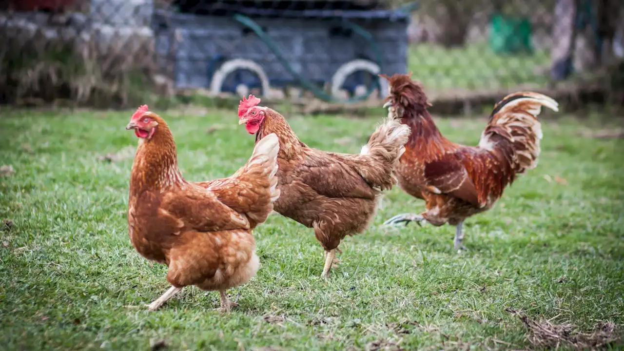 Backyard Chickens Linked to Nationwide Salmonella Outbreak: CDC