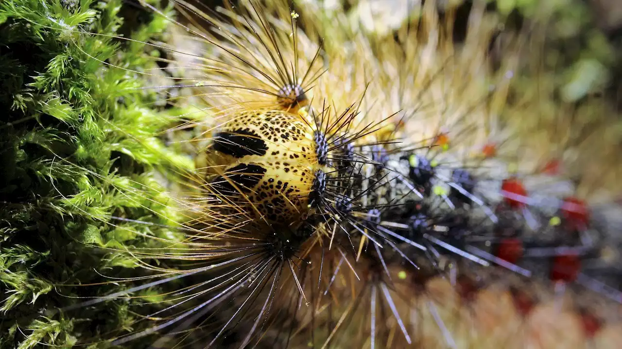 Illinois’ Weapon in Combating Invasive Spongy Moth: Fake Sex Pheromones. Spray Planned in DuPage Preserves