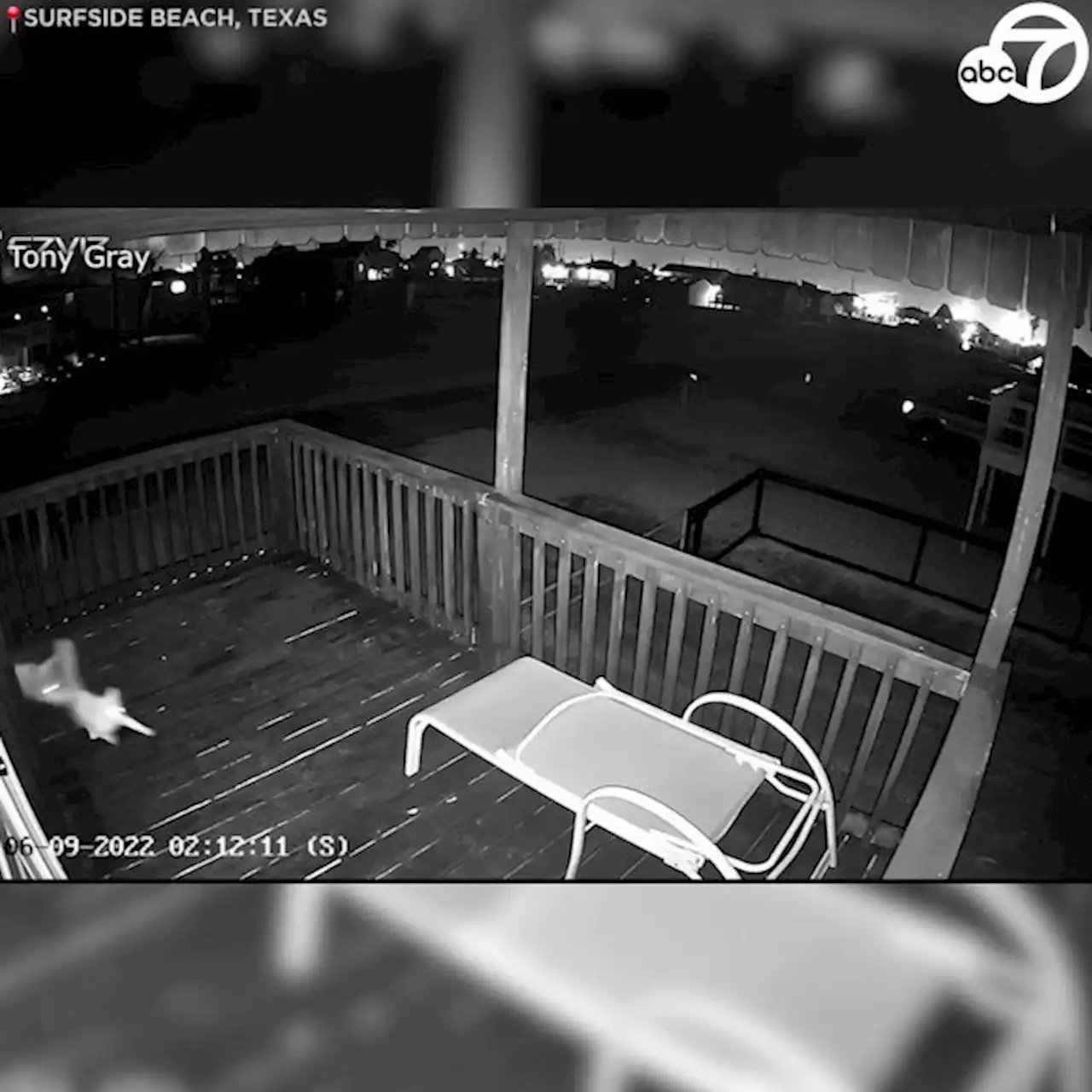 Wild video shows cat fights off coyote, narrowly escapes attack on Texas porch