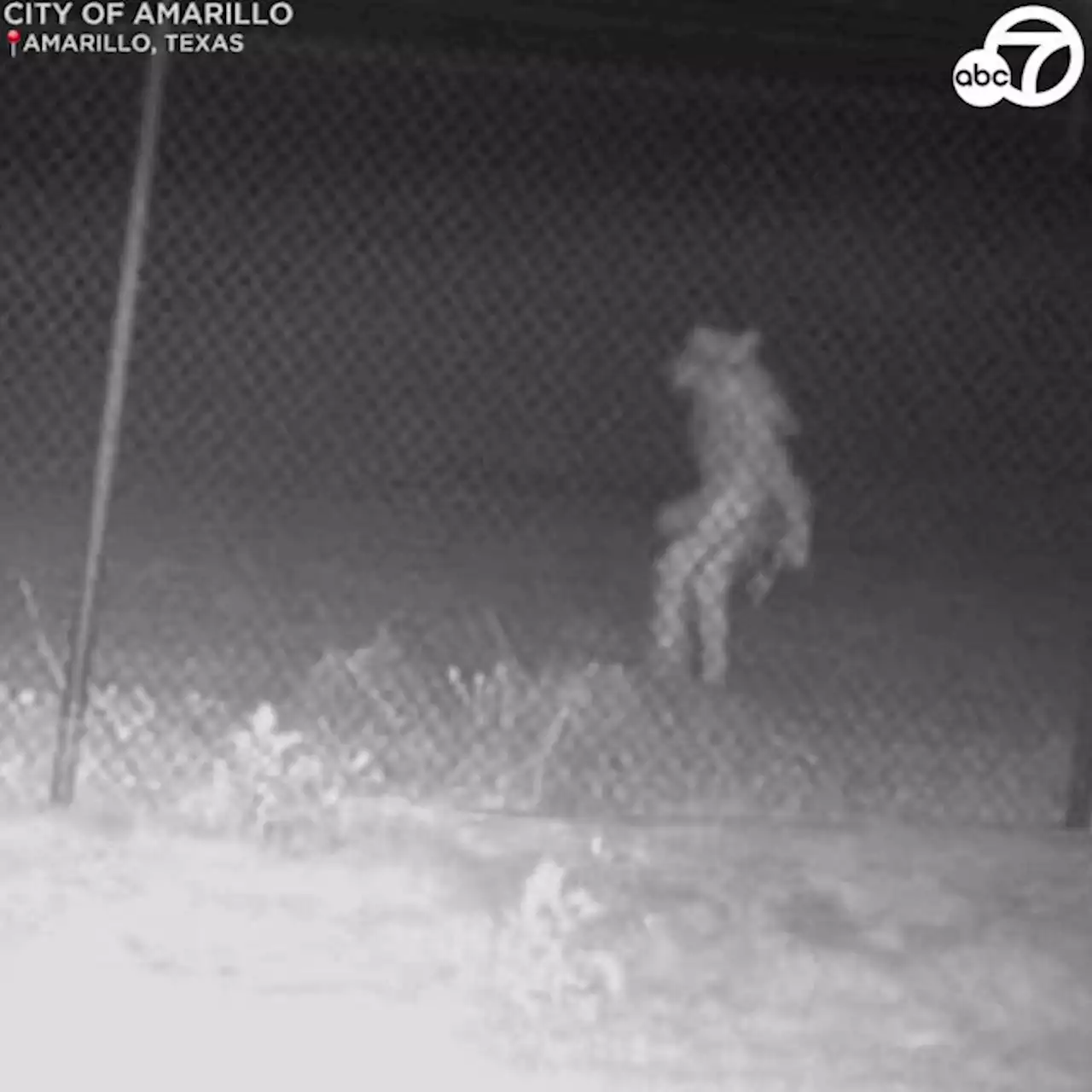 Mystery wolfman-like creature spotted near Texas zoo, and officials can't figure out what it is