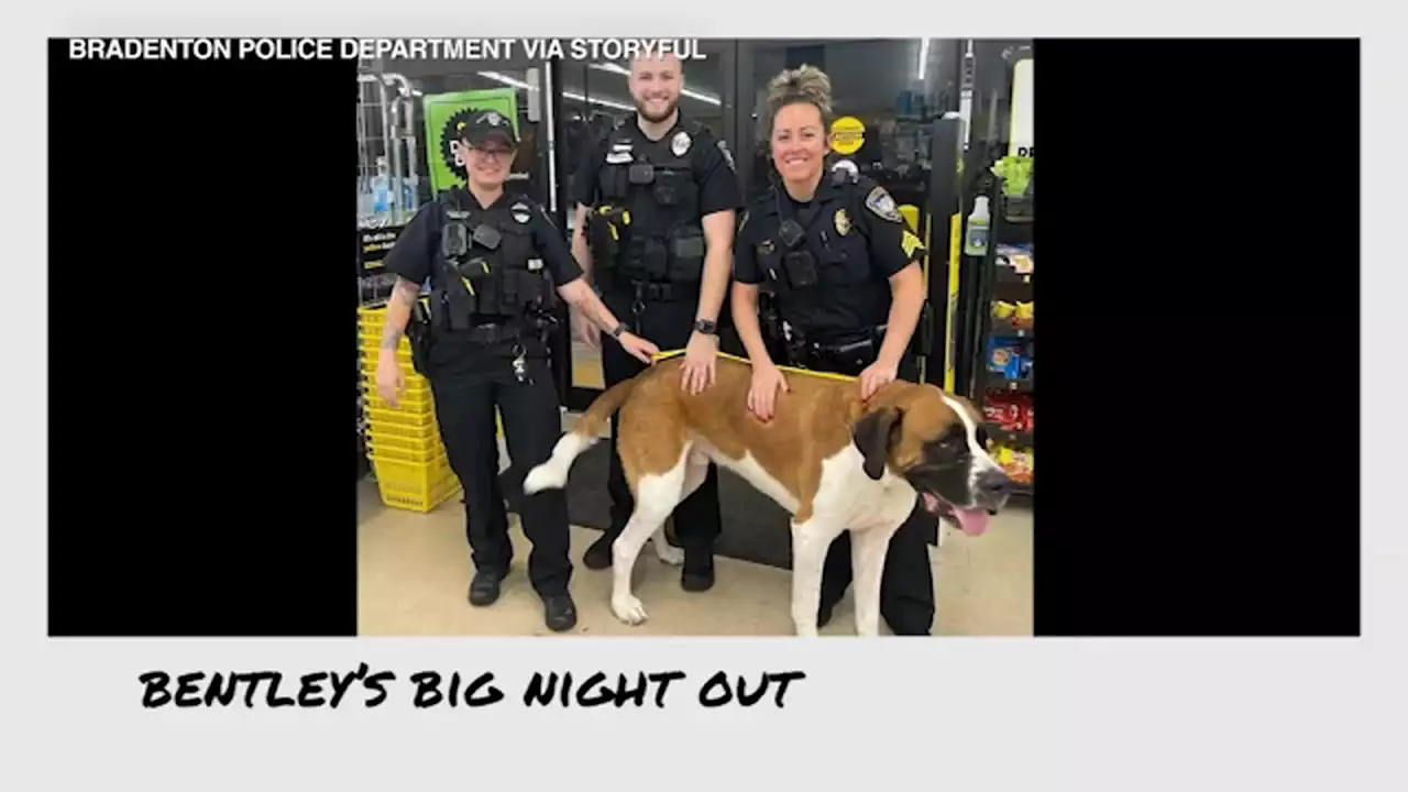 Police called to remove Bentley the 'giant dog' who wouldn't leave store at closing time: video