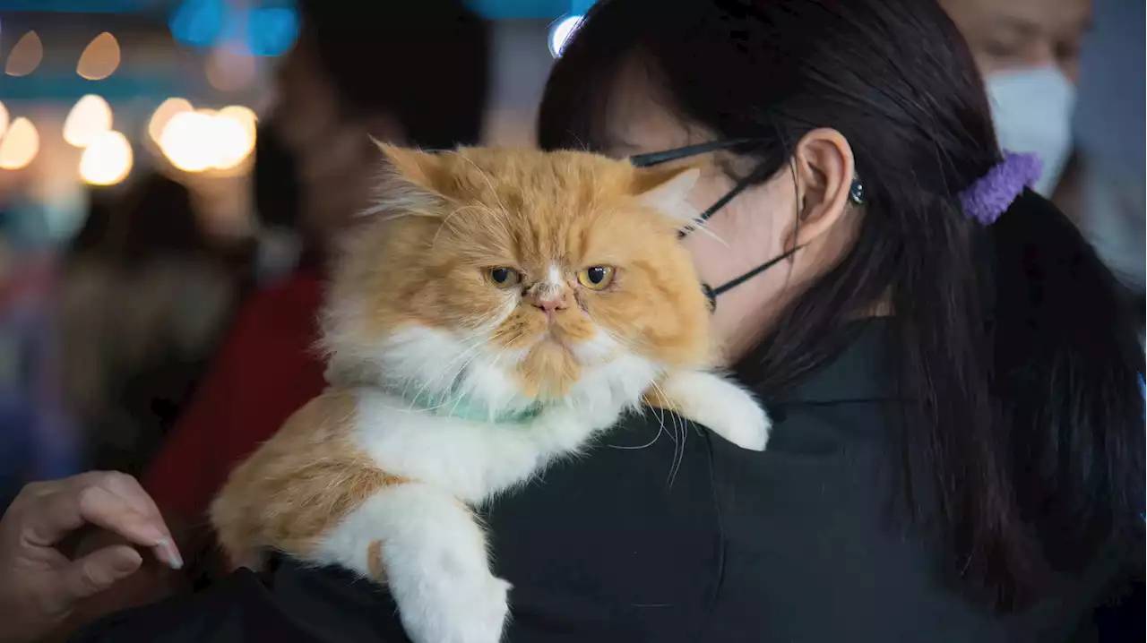 Corona kann von Katze auf Mensch übertragen werden