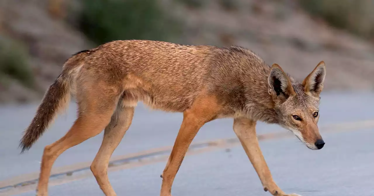 Dallas Animal Services to present draft plan for coyote management at neighborhood meeting