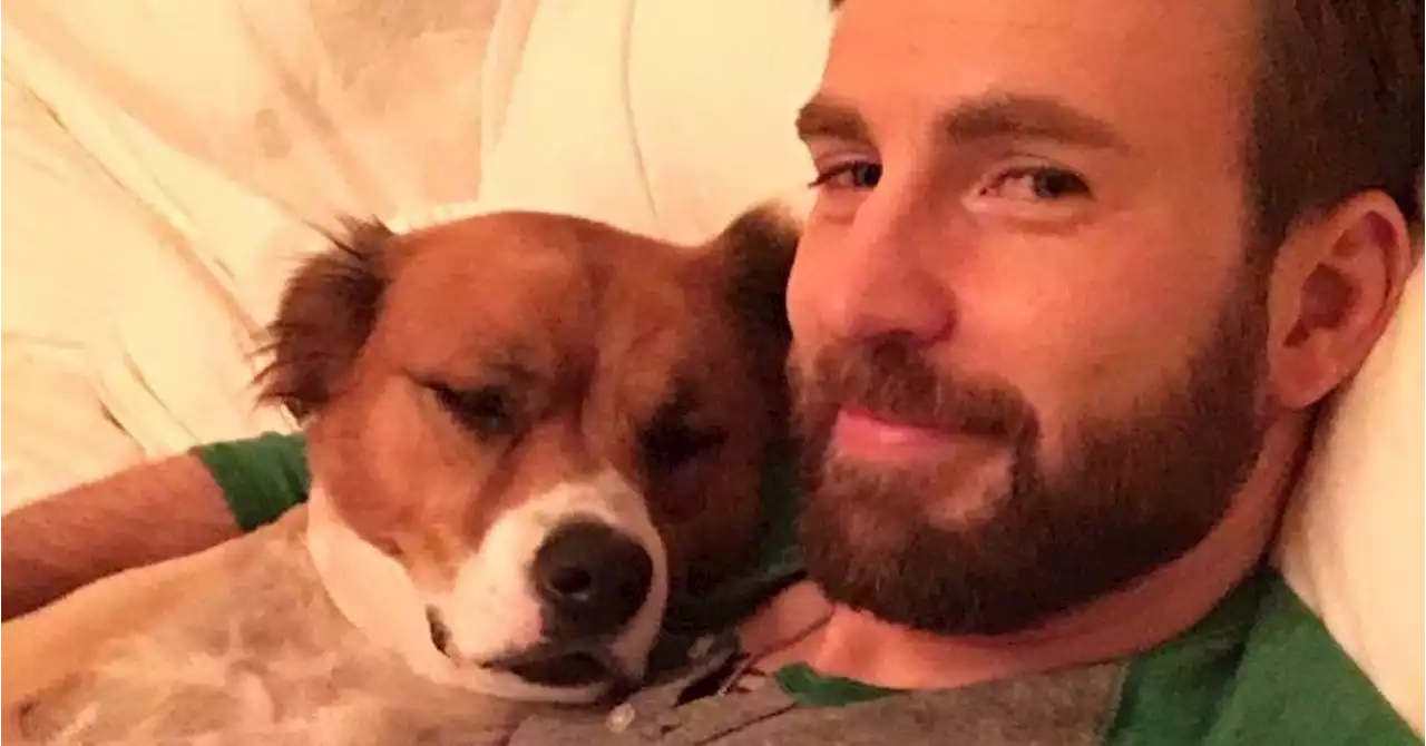 Chris Evans Shares Preview of Puppy Interview