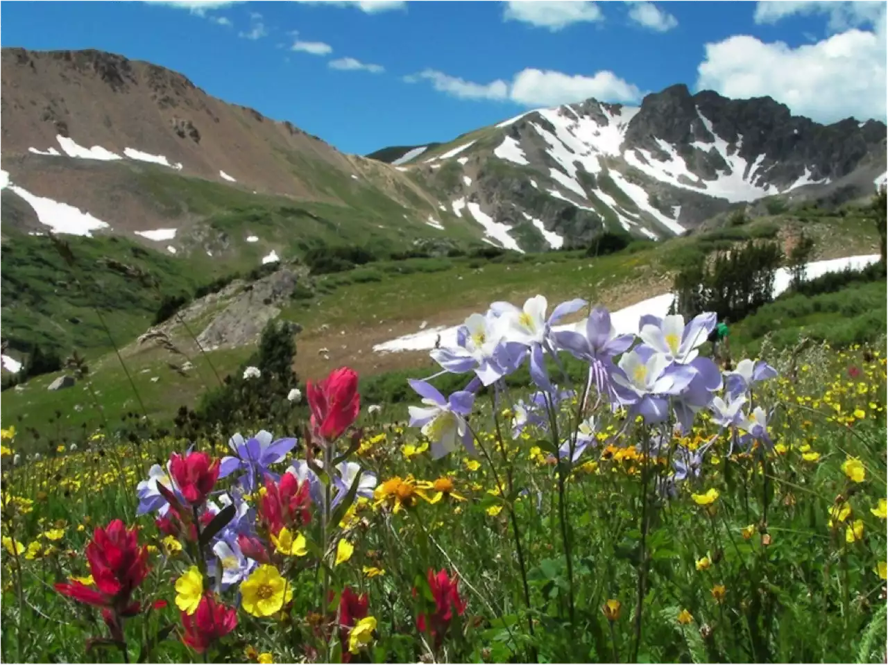 Five Best Wildflower Hikes Within Fifty Miles of Denver