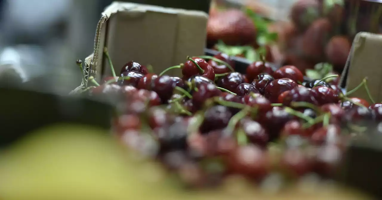 Un chilo di ciliegie costa quanto un caffè, ma i consumatori pagano fino a 17 euro. Coldiretti: 'In Puglia agricoltori col raccolto invenduto' - Il Fatto Quotidiano