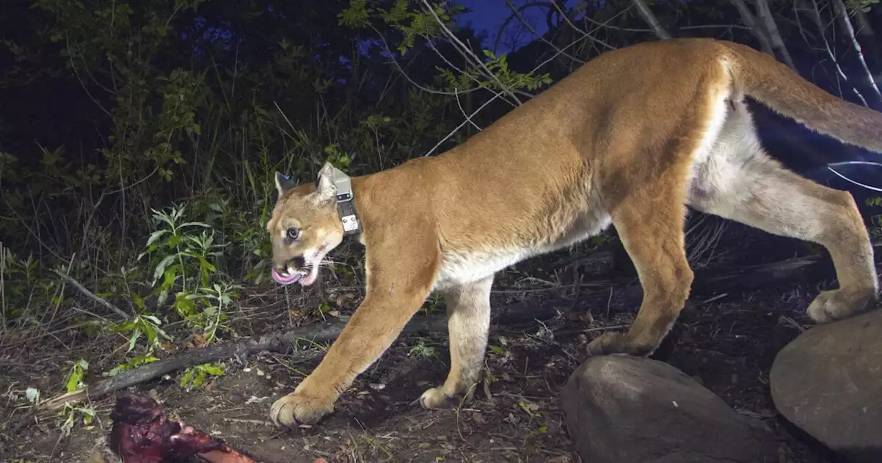 Mountain lion trapped, euthanized after seen in Pleasant Grove