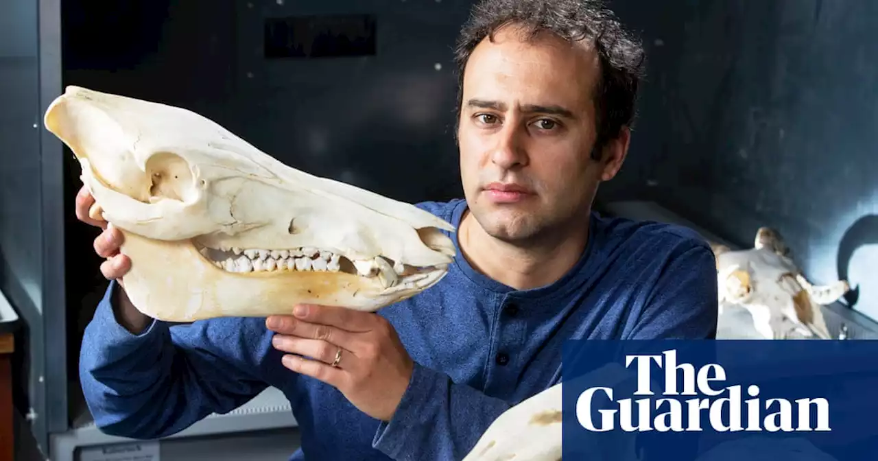 ‘Dinosaurs are not us’: book reveals how mammals came to rule the world