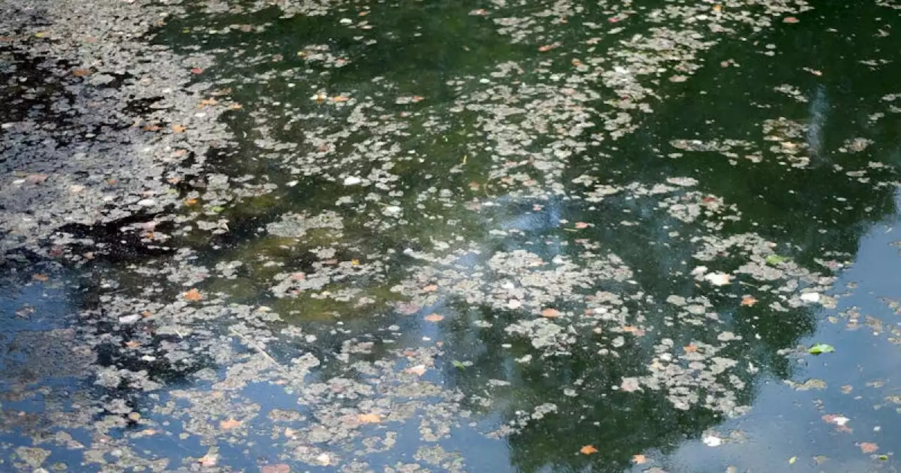 The dog-killing algae in Lady Bird Lake is back