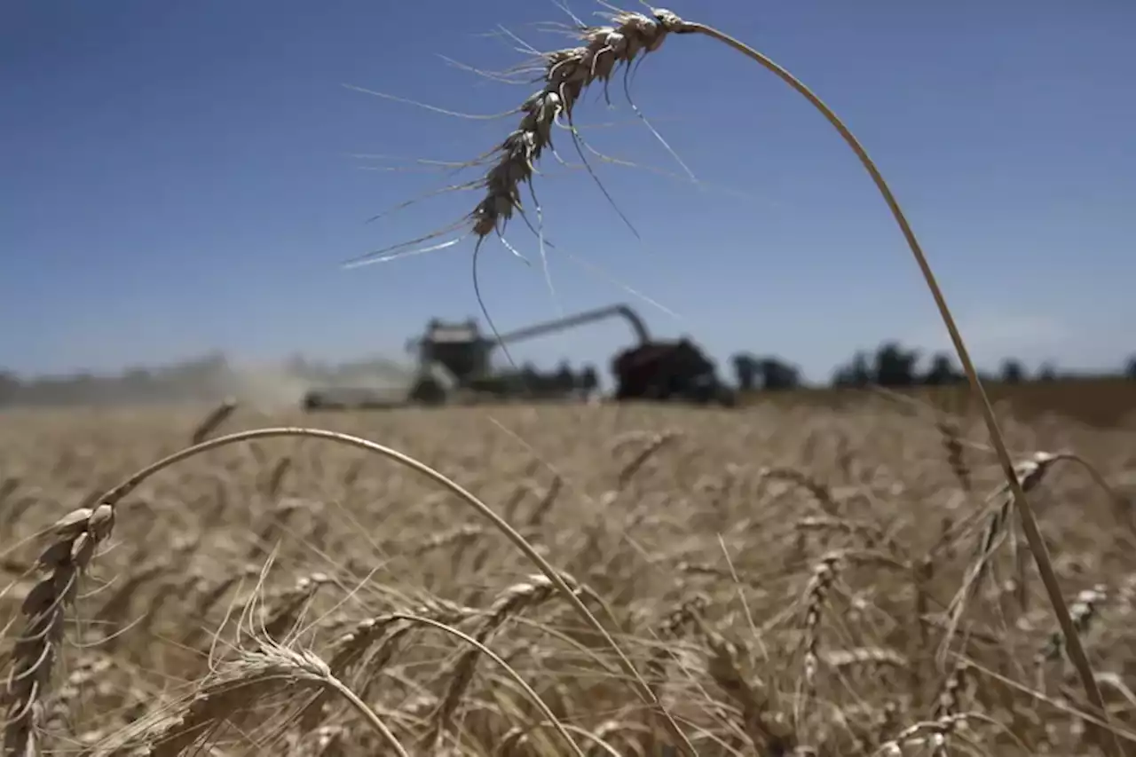 El trigo se abre camino sin gasoil, sin lluvias y con señales de precio confusas