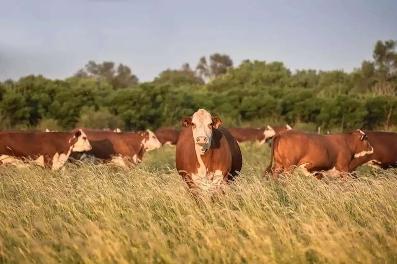 Nueva Zelanda le pondrá precio a los eructos de ovejas y vacas para reducir los gases de efecto invernadero