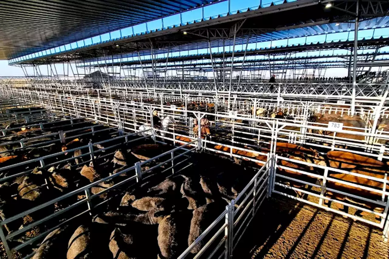 Repuntó el valor de la hacienda en el Mercado Agroganadero de Cañuelas