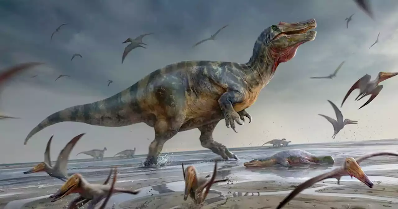 One of Europe's 'largest ever' predatory dinosaurs discovered in the U.K.