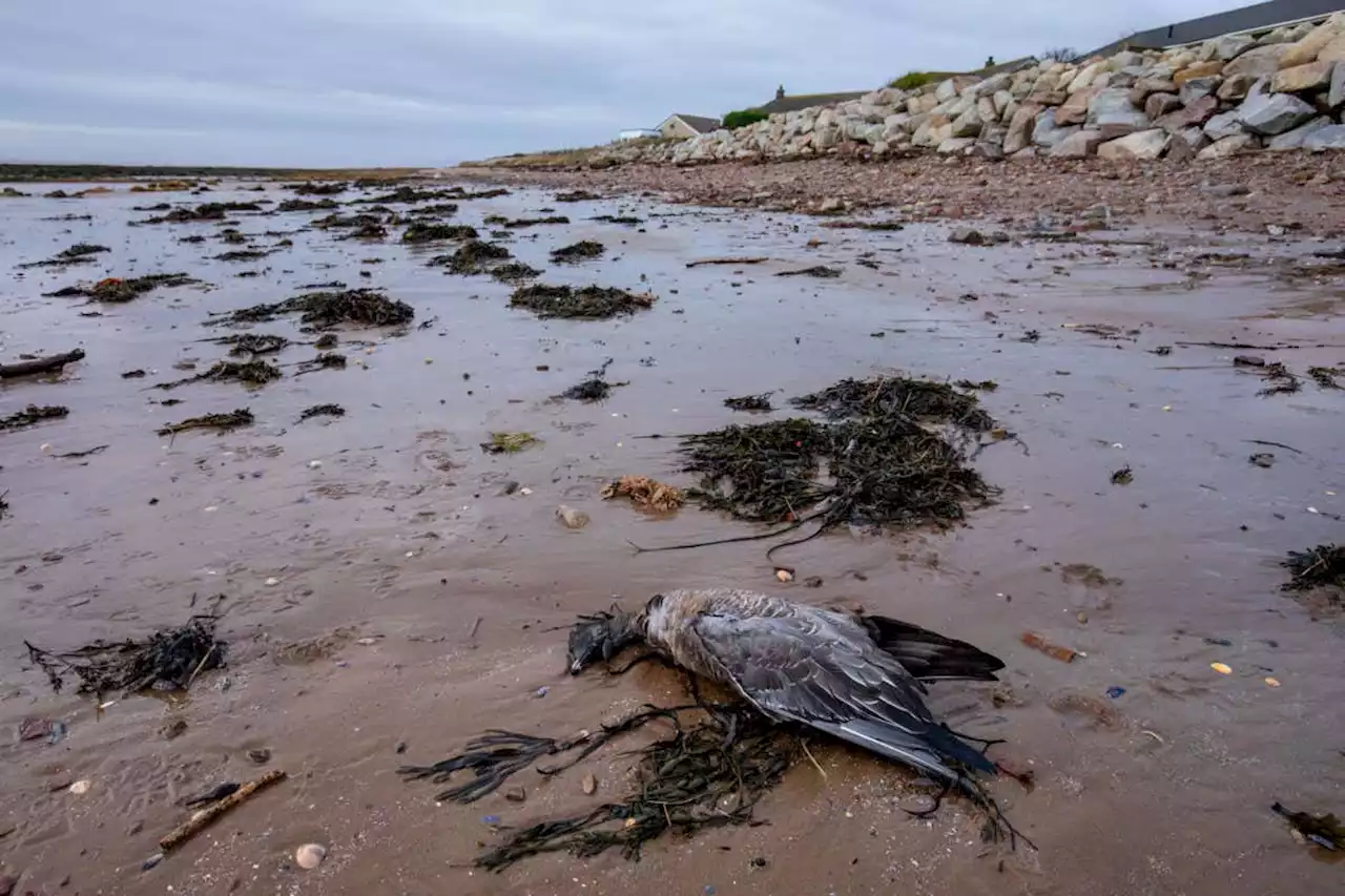 Conservationists warn spread of bird flu is wiping out UK seabirds