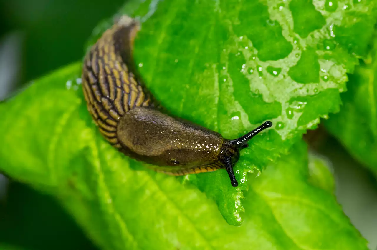 I'm a gardening whizz - the boozy trick to banish slugs from your garden