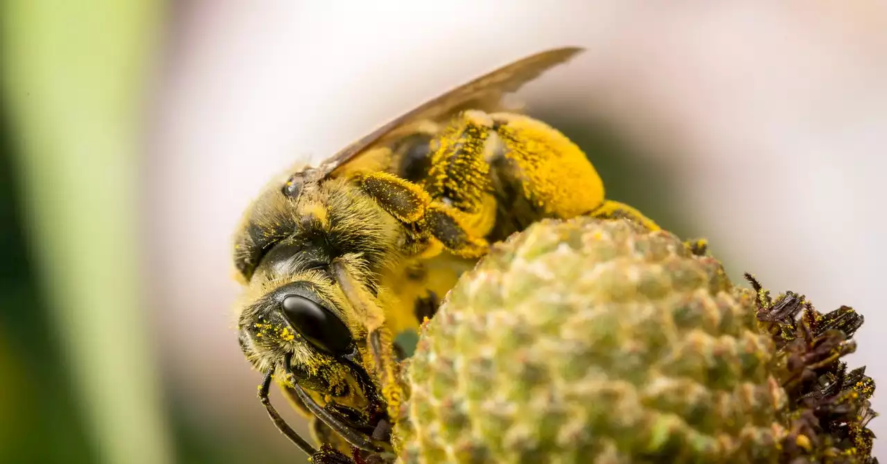 You're Worrying About the Wrong Bees