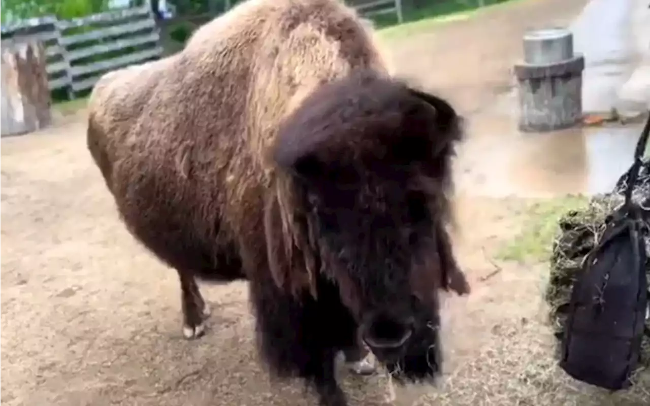 Zoo euthanizes one of world’s oldest bison days before birthday, officials say