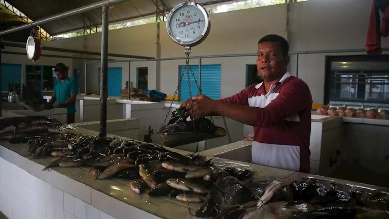 Pair's disappearance in Brazil's Amazon tied to 'fish mafia'