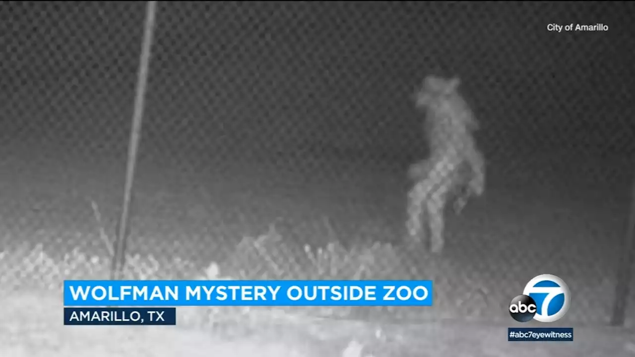 Mystery wolfman-like creature spotted near Texas zoo, and officials can't figure out what it is