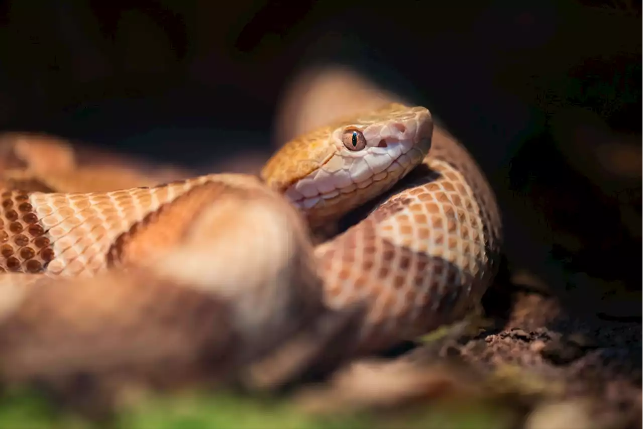 A Copperhead Snake Bit a 5-Year-Old at His Home—Here's Where It Hid