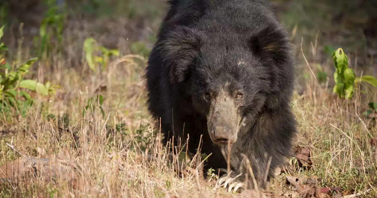 Sloth bear kills couple walking through Indian forest