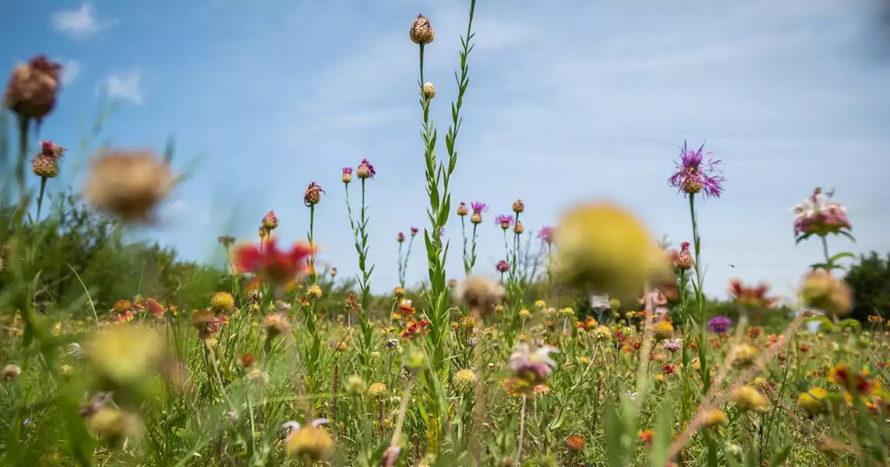 ‘We finally got 40 acres’: New park awash in wildflowers honors longtime Dallas leader