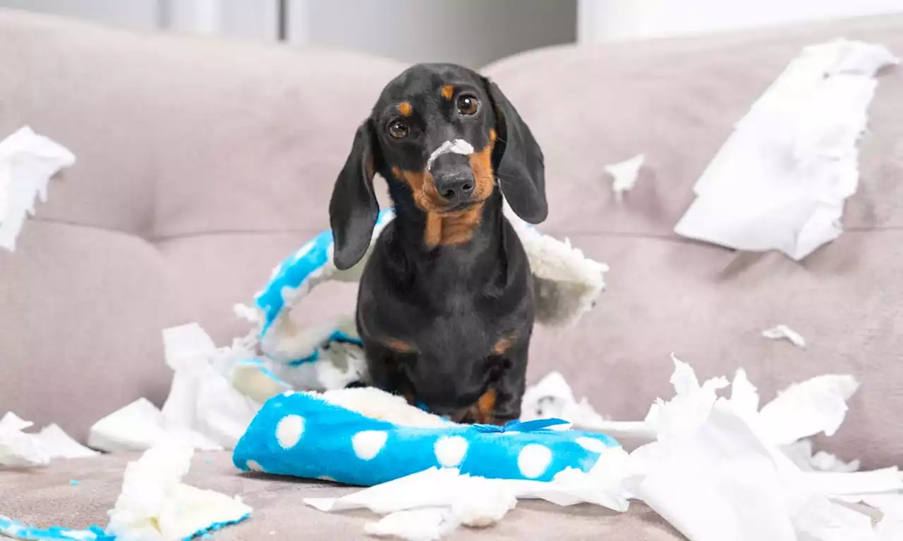 7 most destructive pet breeds likely to cause chaos in your home