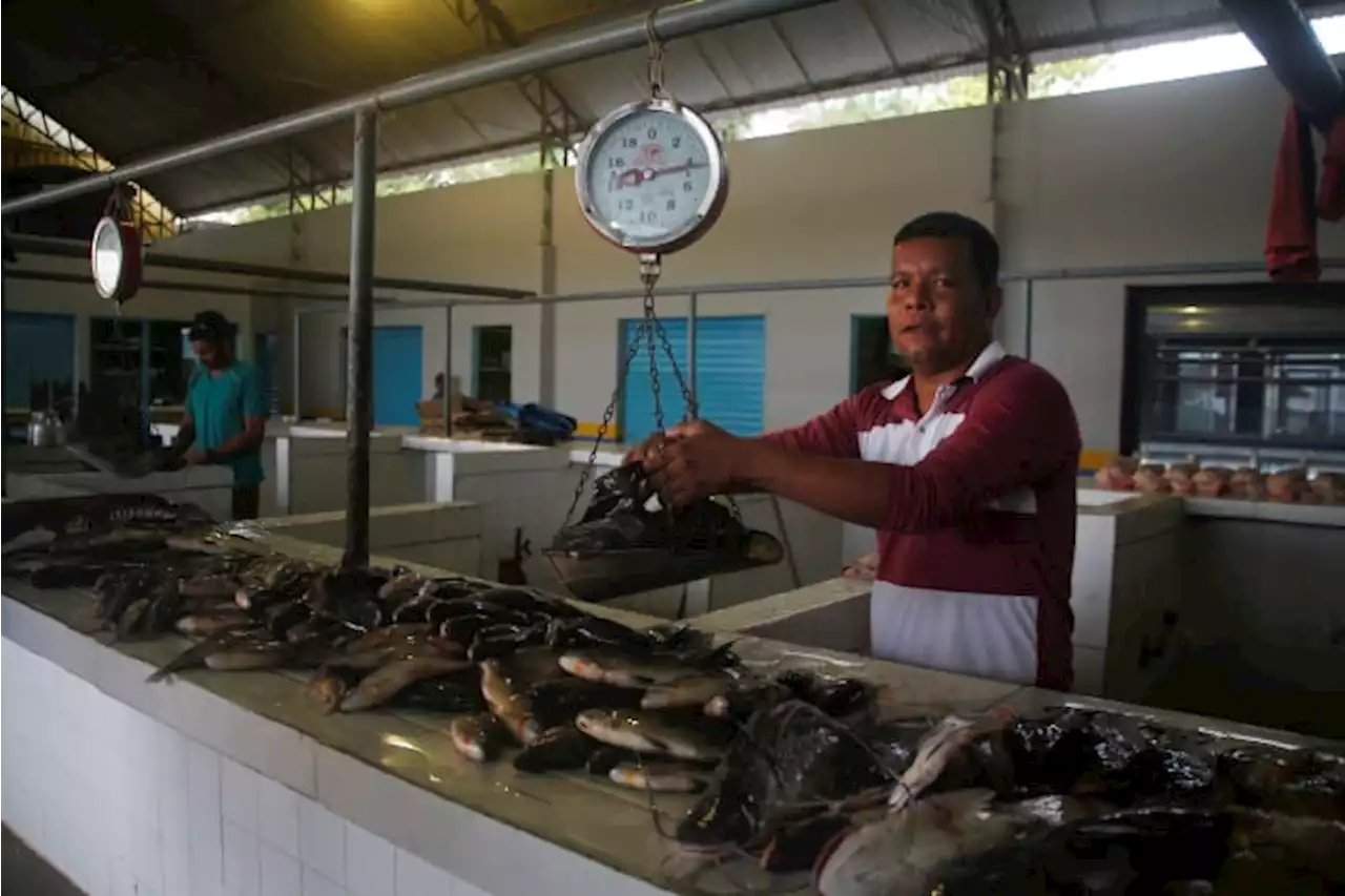 Pair’s disappearance in Brazil’s Amazon tied to ‘fish mafia’