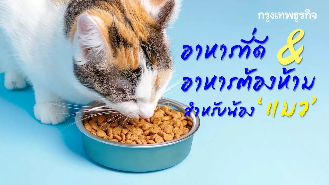 อาหารต้องห้าม เมนูอันตราย ต่อน้อง “แมว”