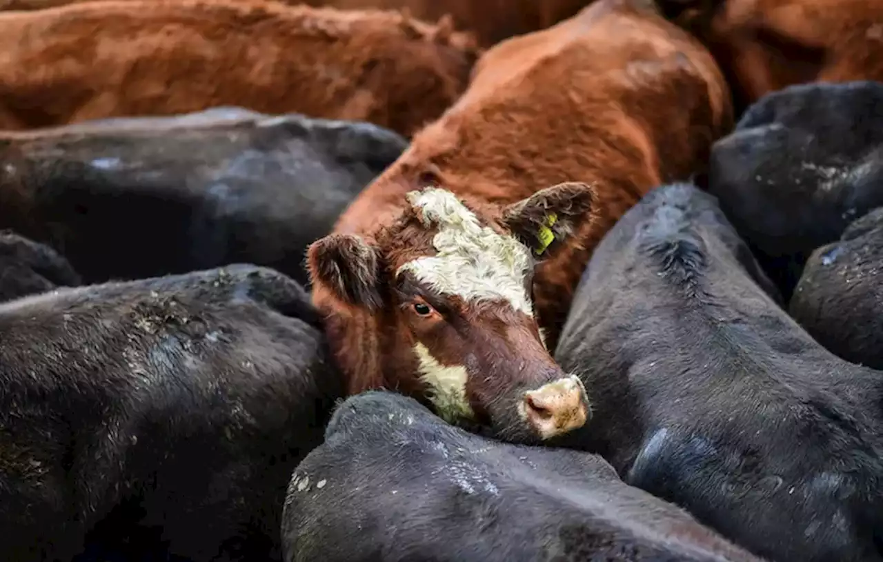 Semana con bajas generales para la hacienda en el Mercado Agroganadero