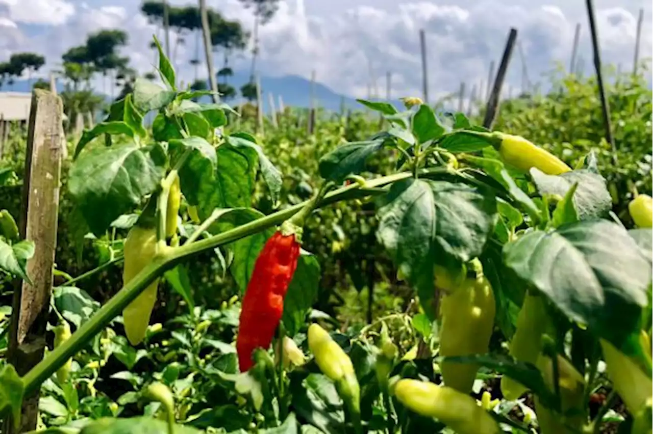 Harga Cabai di Bengkulu Tembus Rp100 Ribu per Kilogram