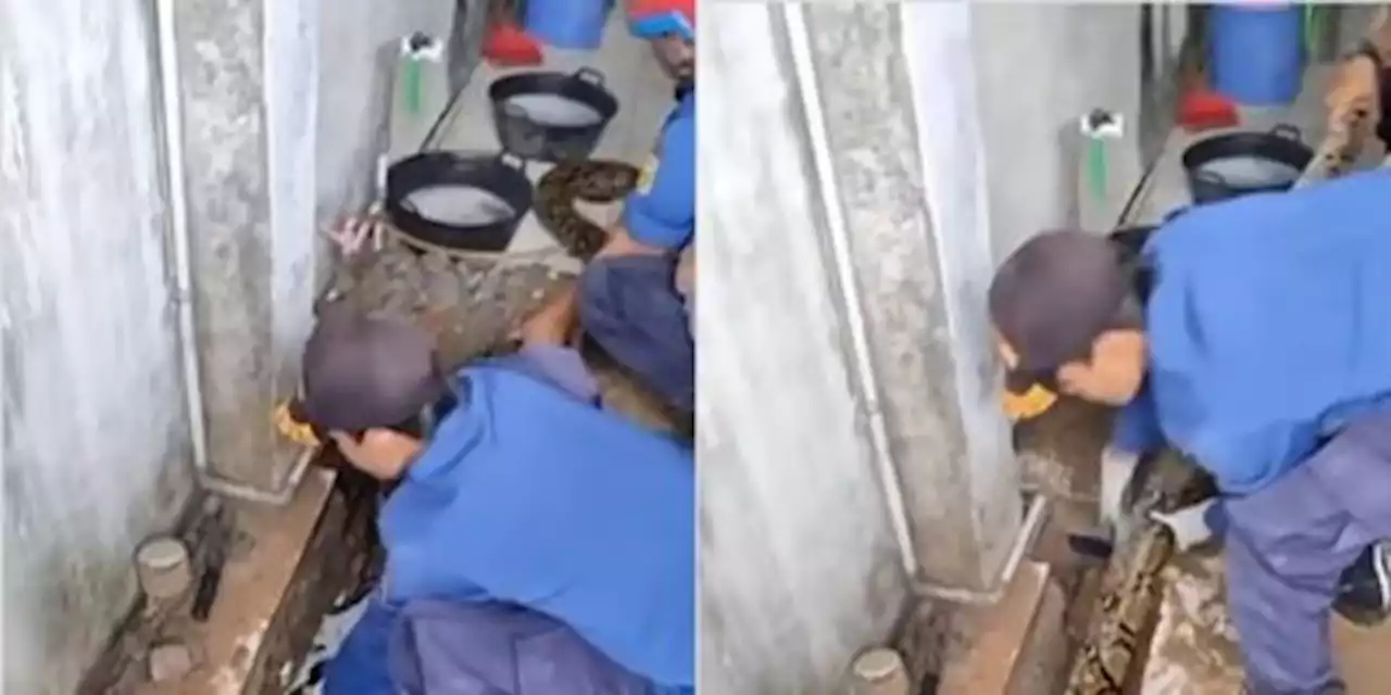 Petugas Damkar Taklukan Ular Besar di Tanah Abang, Pipa Air Jadi Tempat Sembunyi | merdeka.com